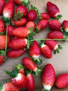 fresh-picked strawberries