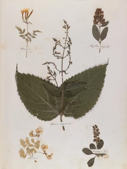 Emily Dickinson's herbarium page