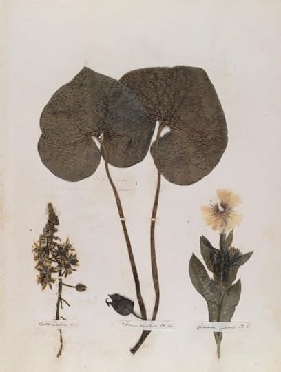 Emily Dickinson's herbarium