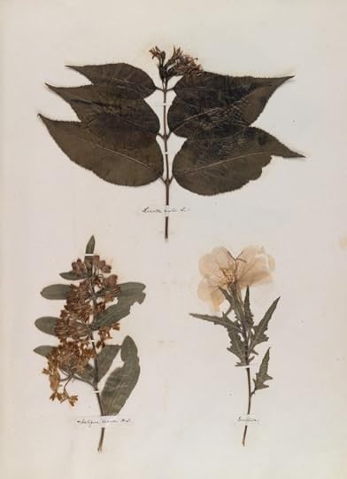 Emily Dickinson's herbarium