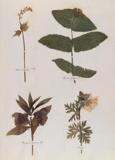 Emily Dickinson's herbarium