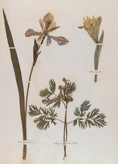 Emily Dickinson's herbarium