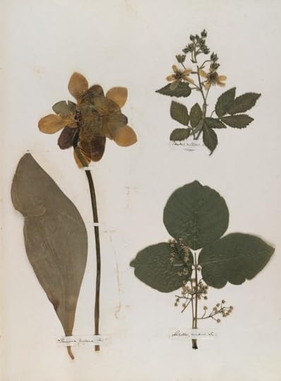 Emily Dickinson's herbarium6
