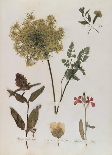 Emily Dickinson's herbarium