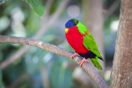 photo of colourful bird on branch
