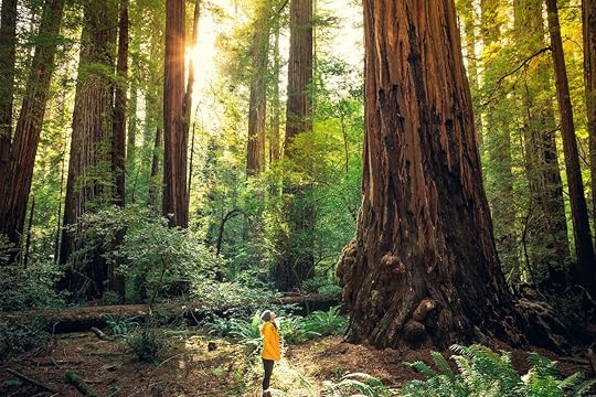 Redwoods