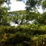 Tropic forest - adventure story