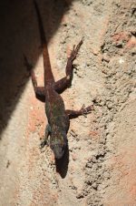 Salamander - adventure story