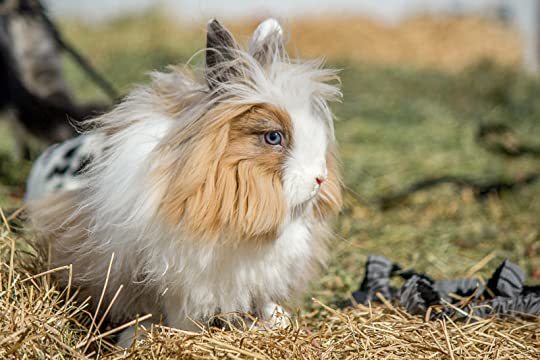 rabbit