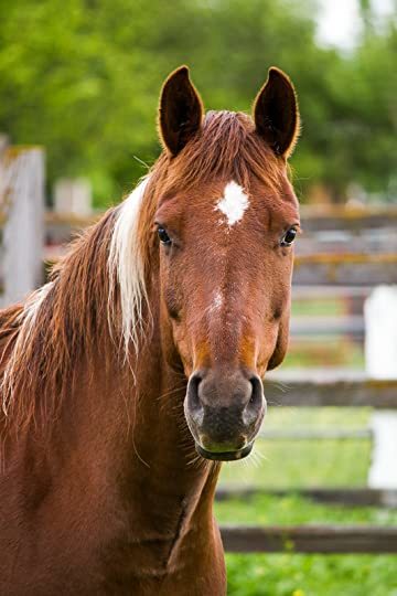 horse