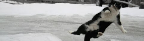 A cat jumping in the snowDescription automatically generated with medium confidence