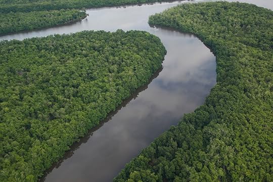 Brazilian mangrove forest