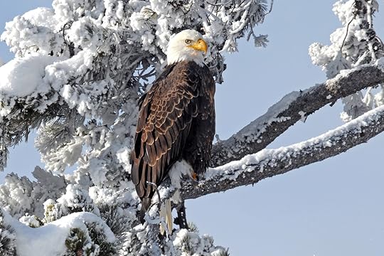 Eagle