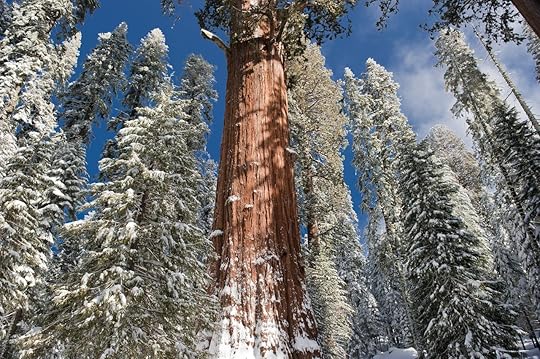Sequoia