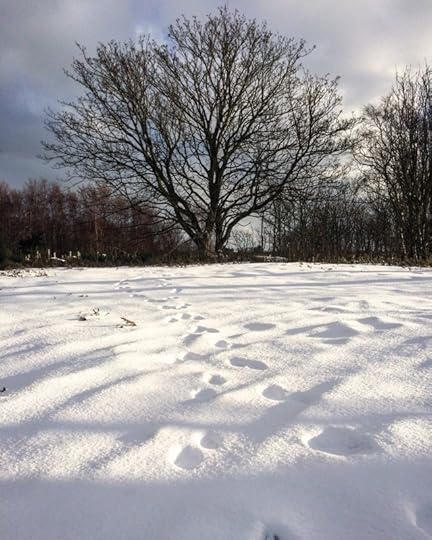 tree and fox tracks