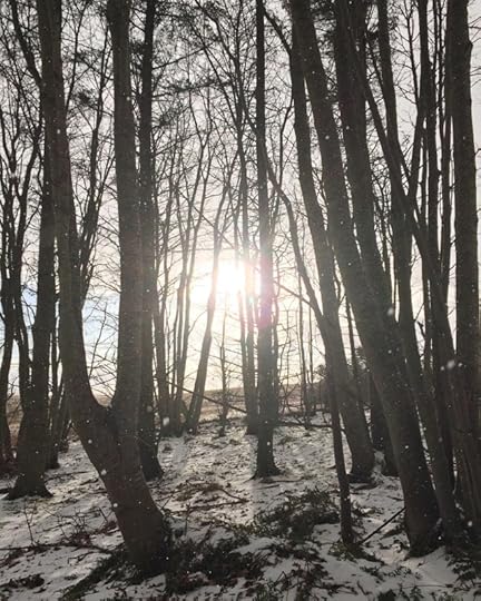 sunshine through the trees