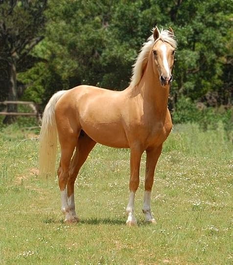 Image result for beautiful palomino horse