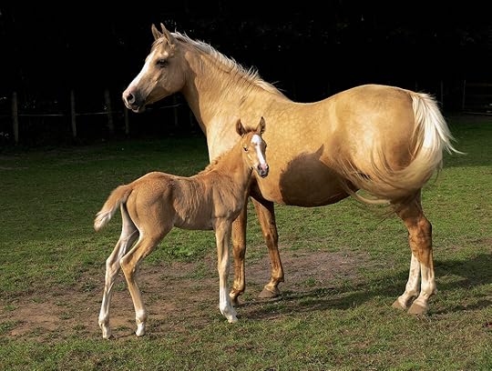 Image result for palomino horse with foal