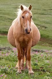 Image result for palomino horse pregnant