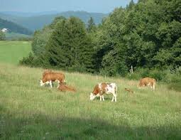 cattle grazing.jpg