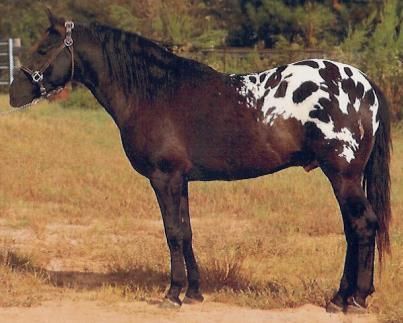 Image result for colorado ranger horse sketches