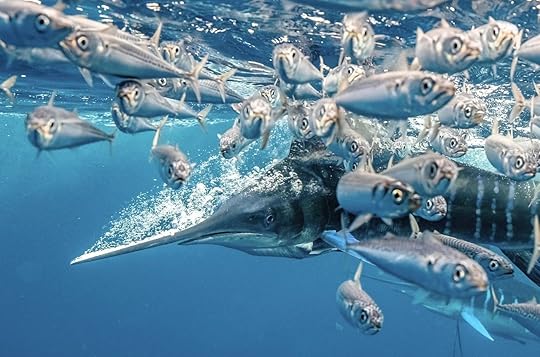 close up of fish