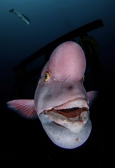 Portrait of fish