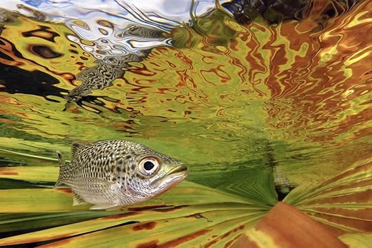 compact underwater photography