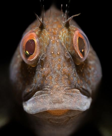 Macro view of a fish