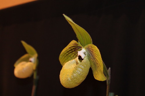 Taida Little Green orchid