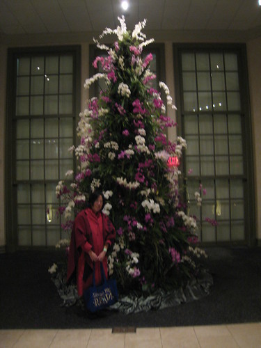 Me and the orchid tree