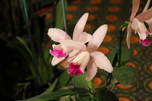 Cattleya intermedia
