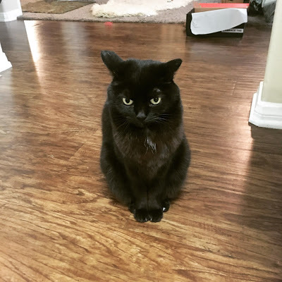 small black cat looking annoyed