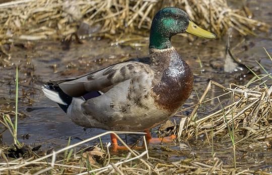 Mallard in a marsh