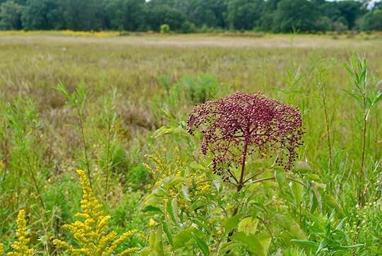 Prairie flower