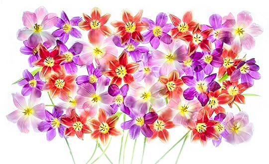 Tulip Society © Harold Davis