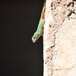 Salamander lizard - adventure story