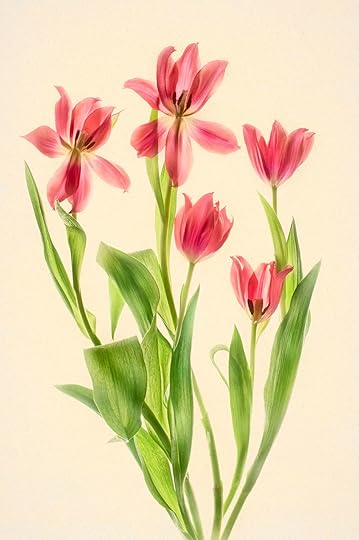 Red Tulips © Harold Davis
