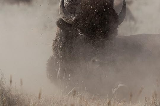 a bison in the dust of a feild