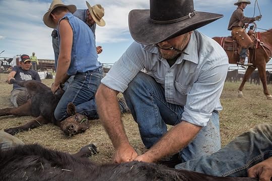 ranchers with wide brimmed hats holding down cows