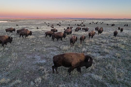 buffalo along a field during sunset