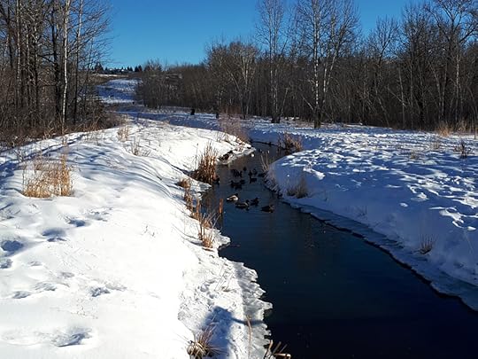 my friends, the ducks