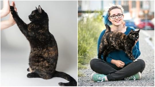 most-tricks-performed-by-a-cat-in-one-minute