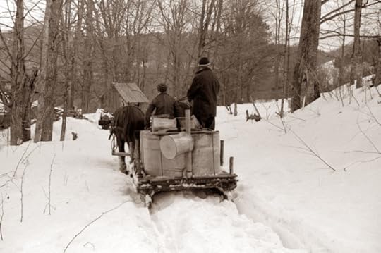 maple-sap-collocting
