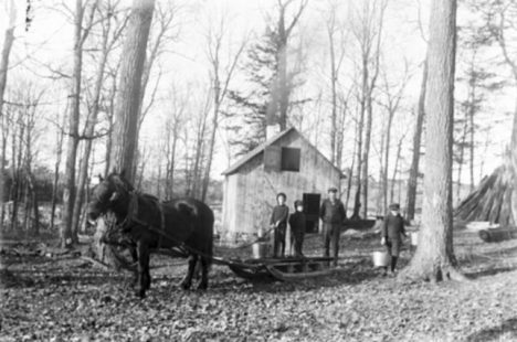 Horse and Sleigh maple bush