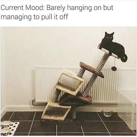 100 Funniest Cat Memes Ever
