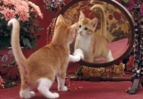 cat looking in mirror