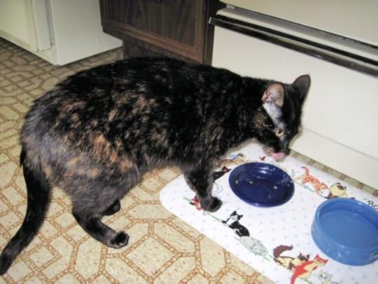 tortoiseshell-cat-eating