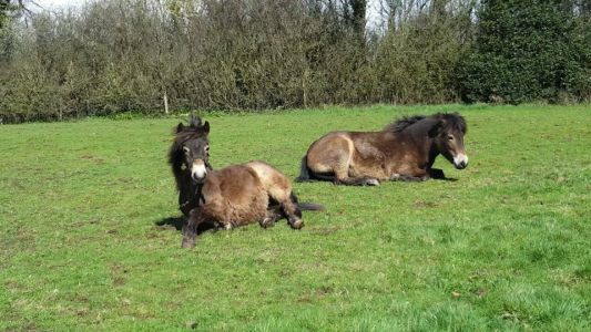 wild ponies on Exmoor