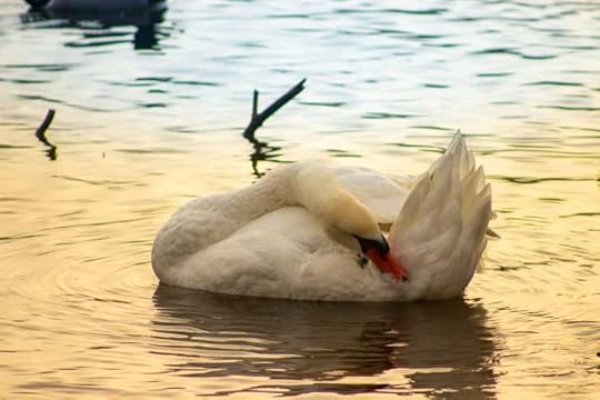 macro wildlife photography